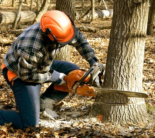 Tree Removal in West Chesterfield, MA
